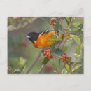 Search for oriole postcards Wildlife