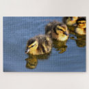 Search for swimming puzzles Animal