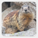 Search for marmot stickers Animal