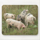 Search for spotty electronics Animals