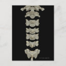 Search for vertebrae postcards Human neck