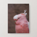 Search for cockatoo badges Animal