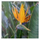 Search for bird of paradise tiles Floral