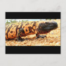 Search for lizard postcards Tucson