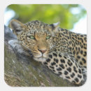 Search for wildcat stickers Safari