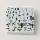 Search for beetles accessories Butterfly