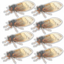 Search for cicada stickers Entomology