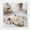 Search for great dane magnets Nature