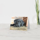 Search for black labrador thank you cards Puppy