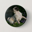 Search for looking up badges Puppy