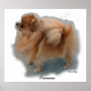 Search for pomeranian art Pets