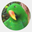 Search for green parrot stickers Red