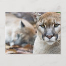 Search for cat tail postcards Animal