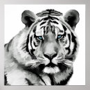 Search for blue tiger posters Cat