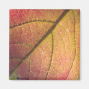 Search for fall leaf magnets Autumn