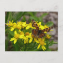 Search for comma postcards Nature