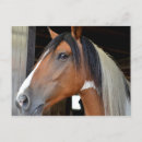 Search for mane postcards Animal