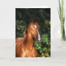 Search for chestnut horse cards Breed