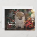 Search for pomeranian christmas cards Animals
