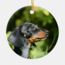 Search for miniature dachshund christmas tree decorations Headshot