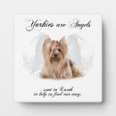 Search for yorkie angel Yorkshire