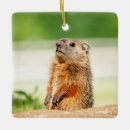 Search for groundhog christmas tree decorations Animal