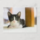 Search for black kittens postcards Baby animals