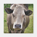 Search for bovines magnets Cows