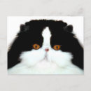 Search for bicolor postcards Kitty