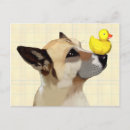 Search for ducks postcards Animals