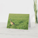 Search for sandhill cards Nature