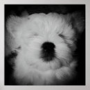 Search for maltipoo art Puppy