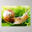 Search for snail posters Insect