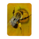 Search for pollen magnets Bee