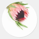 Search for protea stickers Pink