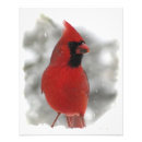 Search for photo of a cardinal Animals