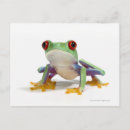 Search for two shells postcards Reptiles