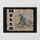 Search for mongoose postcards Mammal