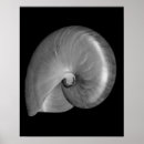 Search for nautilus seashell posters Beach