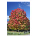 Search for fall in new england posters Fence