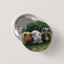 Search for cavy badges Rodent