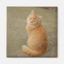 Search for veterinarians magnets For her
