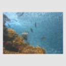 Search for coral reef tissue paper Fish