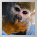 Search for cute monkey photography Primate