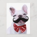Search for moustached photography Baby animals