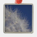 Search for growth christmas tree decorations Plant