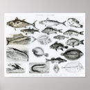 Search for zoology posters Species