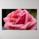Search for pretty pink roses posters Floral