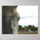Search for dapple grey horse posters Equine