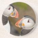 Search for puffin coasters Fratercula arctica